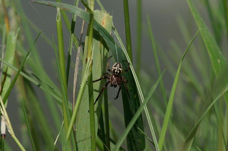 Larinioides_sclopetarius_D5106_Z_89_Canal du Nivernais_Frankrijk.jpg